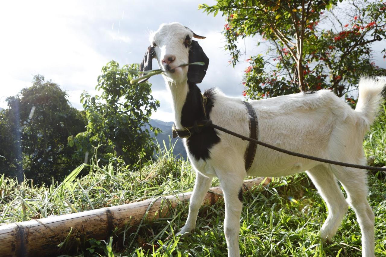 Ecohotel Monteverde La Vega  Ngoại thất bức ảnh